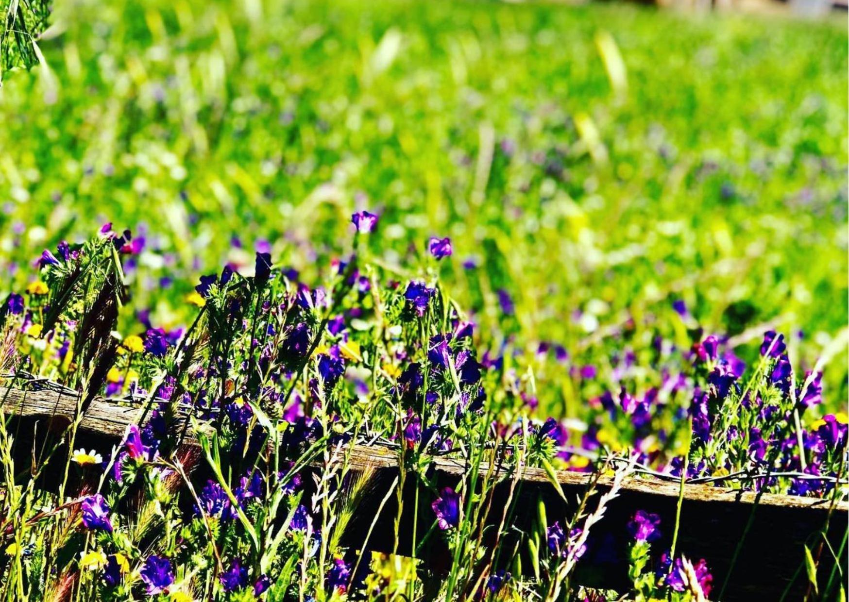 Agriturismo Sa Mandra Casa Minnina 外观 照片